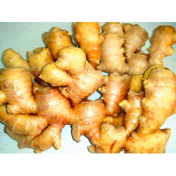 First Quality China Fresh Ginger Supplier 100-150g